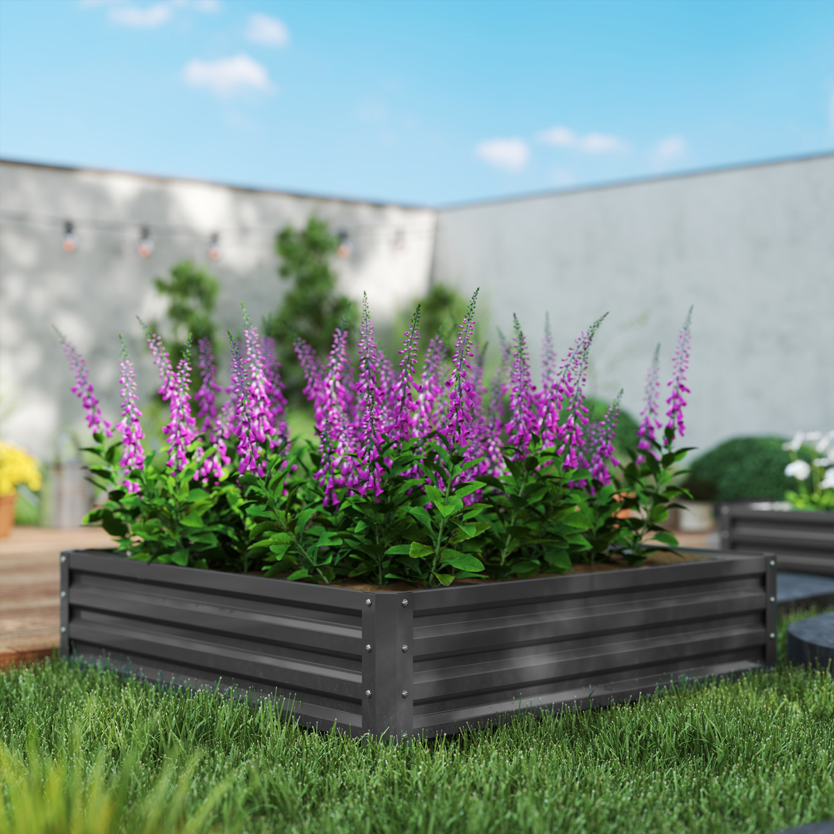 Purple flowering plants in a 30 cm tall galvanised steel raised garden bed outdoors.